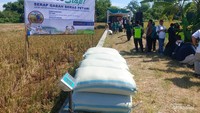 Panen Raya di Ceper, Klaten menghasilkan padi yang berlimpah.