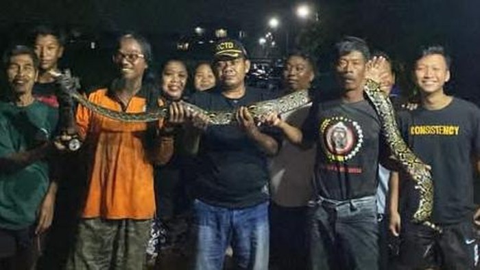 Ular piton diamankan di Desa Plosowangi, Kecamatan Cawas, Klaten.