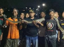 Sembunyi di Talut, Piton 3 Meter Ditangkap Warga Plosowangi Klaten