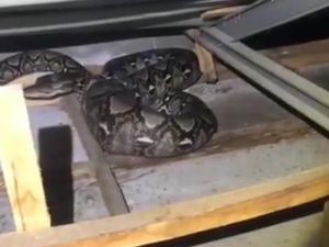 Pesta Makan Ayam di Bogor, Sanca 3 Meter Kena Ciduk Damkar