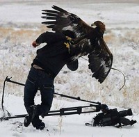 Aksi Fotografer Duganggu Hewan