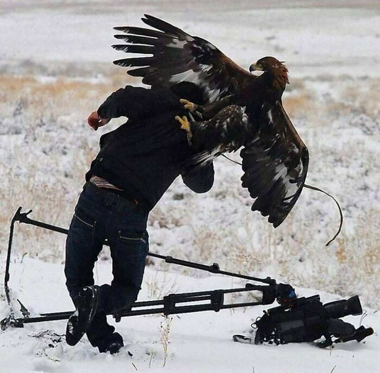 Aksi Fotografer Duganggu Hewan Aksi Fotografer Duganggu Hewan