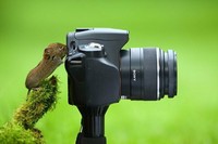 Aksi Fotografer Duganggu Hewan
