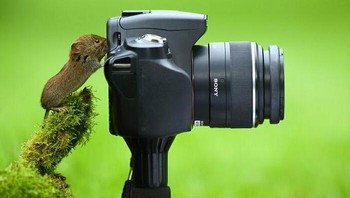 Penyusup imut oleh Simon Roy Foto: Boredpanda