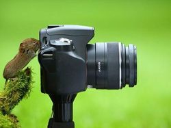 Momen Langka Hewan Ganggu Aksi Fotografer Satwa Liar Bikin Ketawa