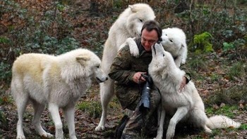 Menari dengan serigala oleh Michael Schönberger. Foto: Boredpanda