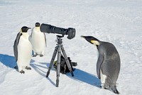 Aksi Fotografer Duganggu Hewan