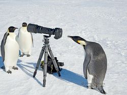 Momen Langka Hewan Ganggu Aksi Fotografer Satwa Liar Bikin Ketawa