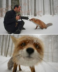 Aksi Fotografer Duganggu Hewan