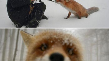 Seekor rubah yang penasaran oleh Dan Dinu Foto: Boredpanda