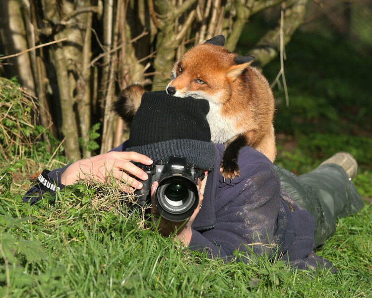 Aksi Fotografer Duganggu Hewan Aksi Fotografer Duganggu Hewan