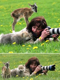 Aksi Fotografer Duganggu Hewan