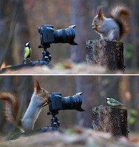 Aksi Fotografer Duganggu Hewan