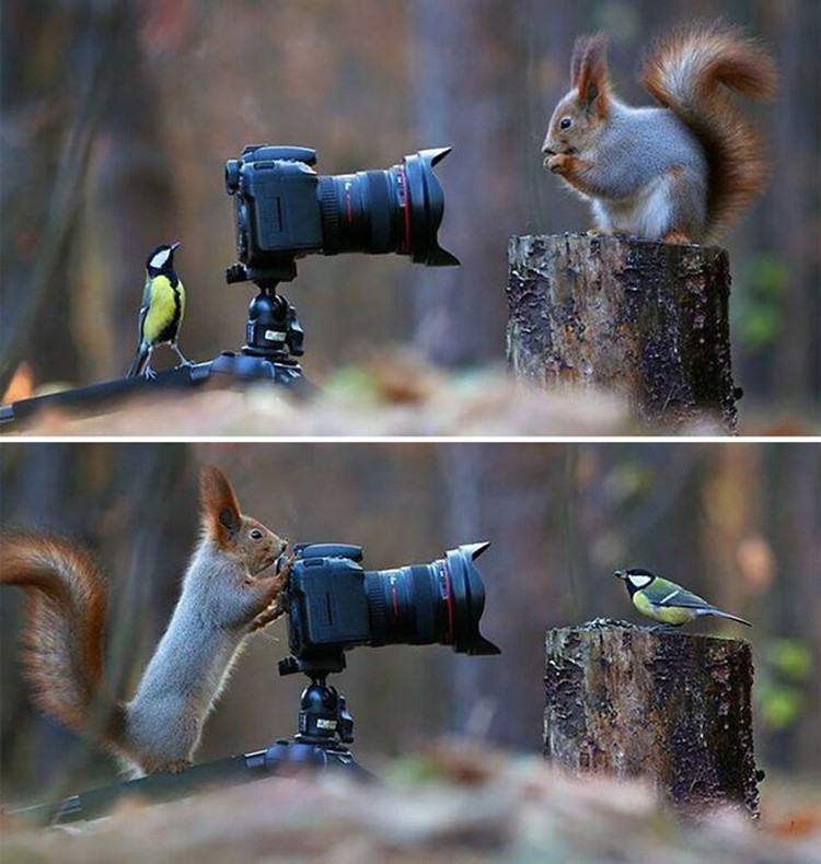 Aksi Fotografer Duganggu Hewan Aksi Fotografer Duganggu Hewan