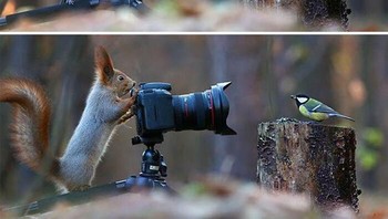 Tupai dan burung bergantian oleh Vadim Trunov. Foto: Boredpanda