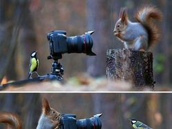 Momen Langka Hewan Ganggu Aksi Fotografer Satwa Liar Bikin Ketawa