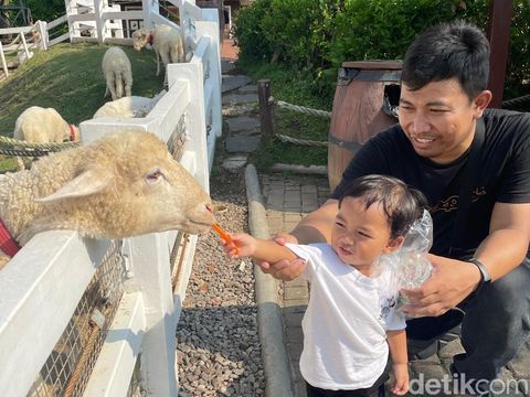 Atraksi Memberi Makan Domba di Cimory Dairyland, Prigen