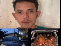 Agus Ditangkap Usai Kepergok Curi 1 Ton Sawit Milik Perusahaan di Musi Rawas