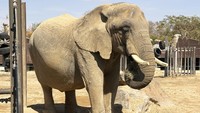 Bully, seekor gajah Afrika berusia 40 tahun dengan tenang menghulurkan kakinya melalui pagar logam untuk menerima rawatan kuku kaki harian. Penjaga zoo membersihkan tapak kakinya dengan lembut, lengkap dengan hirisan buah epal.