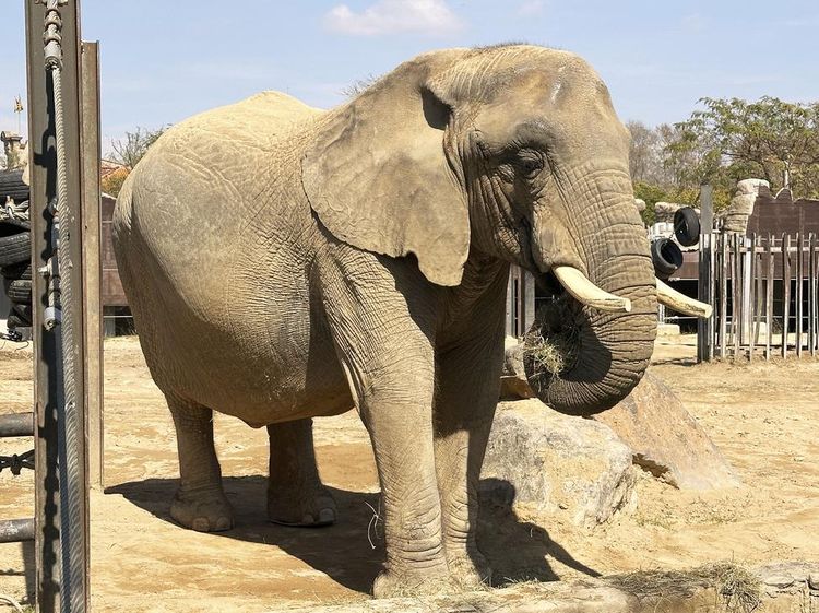 Gajah Berusia 40 Tahun di Kebun Binatang Barcelona dapat Perlakuan Khusus