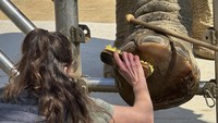 Rawatan tersebut adalah sebahagian daripada penjagaan geriatrik khas yang disediakan oleh Zoo Barcelona untuk haiwan tua yang tidak lagi boleh dilepaskan ke habitat liar, sejajar dengan komitmen zoo-zoo seluruh dunia terhadap penjagaan sepanjang hayat.