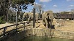 Gajah Berusia 40 Tahun di Kebun Binatang Barcelona dapat Perlakuan Khusus