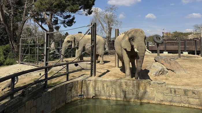 Two old African elephants Bully, left, and Susi, stand inside the Barcelona Zoo in Spain, Thursday, March 27, 2025. (AP Photo/Hernan Muñoz)