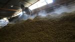 Harga Impor Kedelai Naik, Ini Efeknya ke Industri Tempe di Aceh