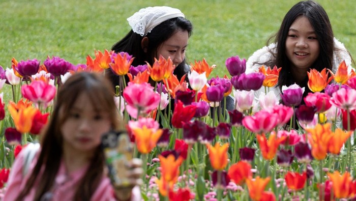 Melihat Indahnya Bunga Bermekaran di Victoria Embankment Gardens A woman poses next to blooming flowers in Victoria Embankment Gardens, London, Britain, April 14, 2025. REUTERS/Carlos Jasso