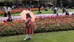 Melihat Indahnya Bunga Bermekaran di Victoria Embankment Gardens