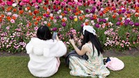 Waktu terbaik untuk melihat bunga tulip adalah antara akhir Maret dan pertengahan Mei, dengan puncaknya sekitar pertengahan April.  