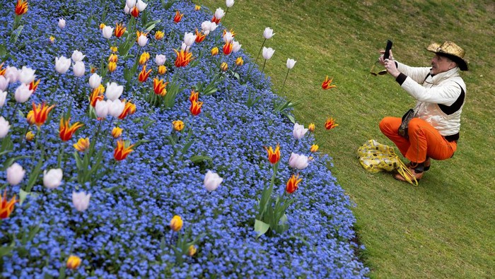 Melihat Indahnya Bunga Bermekaran di Victoria Embankment Gardens A woman poses next to blooming flowers in Victoria Embankment Gardens, London, Britain, April 14, 2025. REUTERS/Carlos Jasso