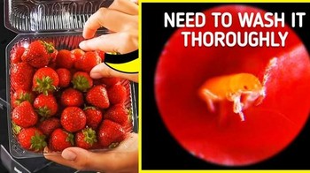Buah strawberry. Foto: Brightside