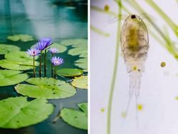 Mengejutkan! Begini Penampakan Benda Sehari-hari Dilihat Pakai Mikroskop