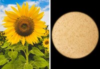 Mengejutkan! Begini Penampakan Benda Sehari-hari Dilihat Pakai Mikroskop