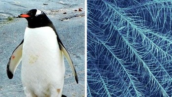 Bulu pinguin. Foto: Brightside