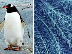 Mengejutkan! Begini Penampakan Benda Sehari-hari Dilihat Pakai Mikroskop