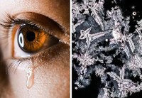 Mengejutkan! Begini Penampakan Benda Sehari-hari Dilihat Pakai Mikroskop