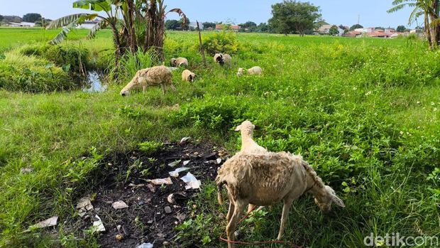 Oni saat menggembala kambingnya di lahan kosong dekat jalan raya Kota Cirebon