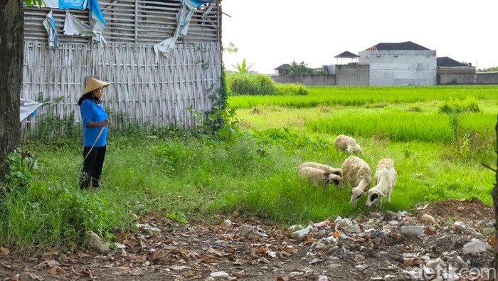 Oni saat menggembala kambingnya di lahan kosong dekat jalan raya Kota Cirebon