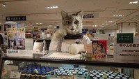 Di Jepang juga ada penjual makanan yang mengenakan kostum lucu, yaitu penjual puding di AEON Mall, kota Matsuyama, Jepang. Sang penjual mengenakan kostum kucing yang tampilannya mirip karakter asli. Foto: TikTok