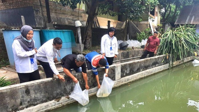 Program Budidaya Ikan Arwana Green Pino di Kota Jambi.