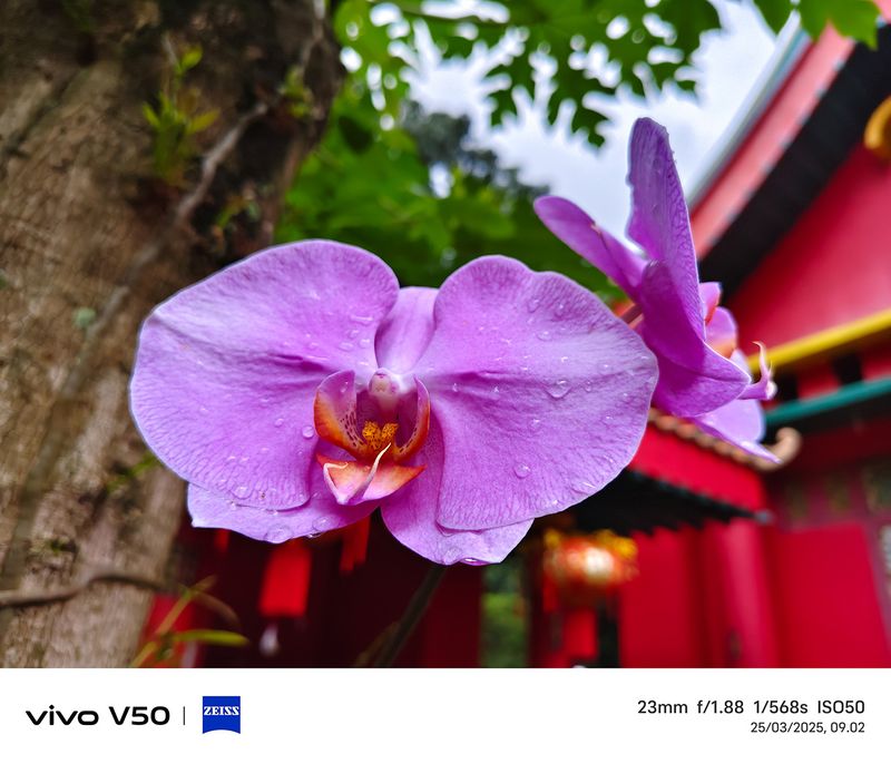 Review Kamera  vivo V50