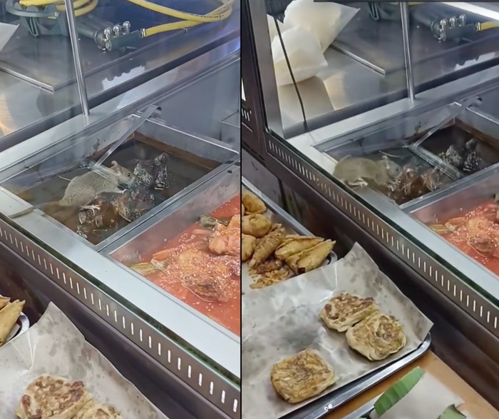 Heboh! Tikus Ketahuan Gerogoti Makanan di Resto Nasi Kandar Terkenal