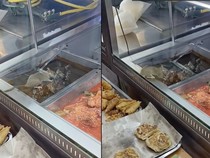 Heboh! Tikus Ketahuan Gerogoti Makanan di Resto Nasi Kandar Terkenal