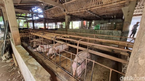Suasana peternakan babi di Plumutan, Mulyodadi, Bambanglipuro, Bantul, Selasa (15/4/2025).