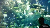Sea Aquarium, favorit anak melihat dunia bawah laut di balik kaca.