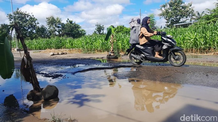 Warga menanam pohon pisang di tengah jalan Lubuklinggau.