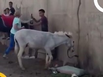 Tolong Jangan Lagi Siksa Keledai, Unta dan Kuda di Piramida Giza