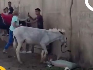 Turis Belanda Bogem Warlok Mesir yang Aniaya Keledai di Tempat Wisata